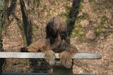 BRIARD 033